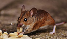 24 Hour & Emergency Exterminators in Grubbs, AR